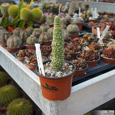 Cleistocactus jujuyensis f. monstruosus