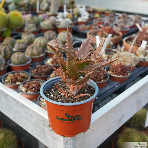 Aloe morogoroens