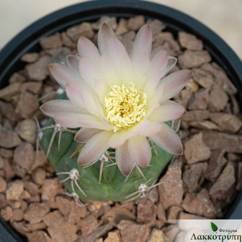 Gymnocalycium uruguayensis roseflora