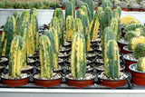 Trichocereus pachanoi variegated ( San Pedro )