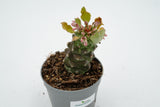 Monadenium ritchiei