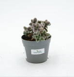 Delosperma echinatum