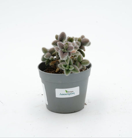 Delosperma echinatum