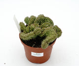 Euphorbia horrida cristate