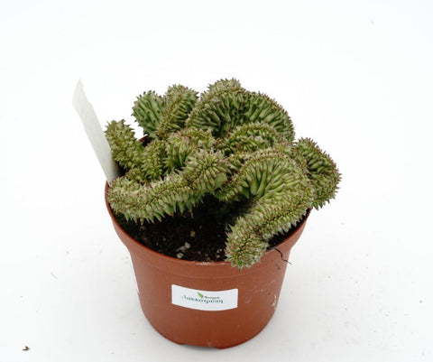 Euphorbia horrida cristate