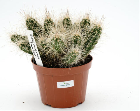 Echinocereus parkeri