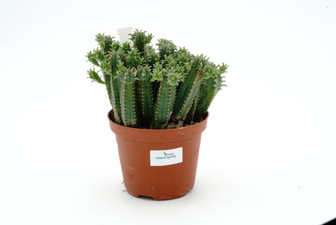 Euphorbia jansenvillensis