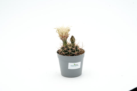 Gymnocalycium gaponii