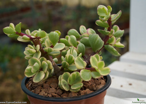 Portulacaria afra mediopicta