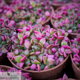 Anacampseros rufescens variegata