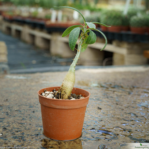 Pachypodium succulentum
