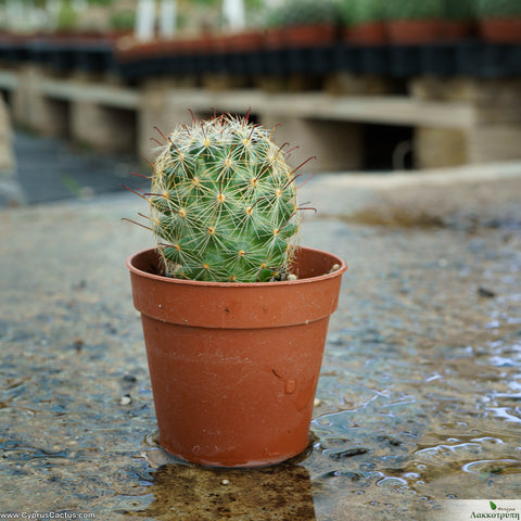 Mammillaria meridiorosei