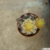 Gymnocalycium mihanovichii Stenogonum