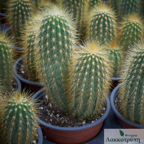 Vatricania guentheri