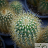 Vatricania guentheri