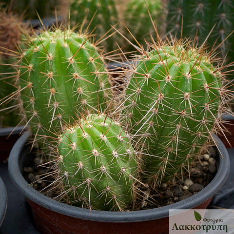Trichocereus huascha