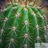 Trichocereus huascha