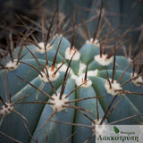 Melocactus azureus