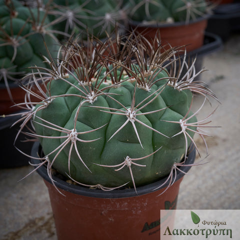 Gymnocalycium saglionis