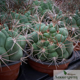 Gymnocalycium saglionis