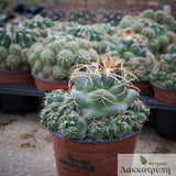 Coryphantha pycnacantha