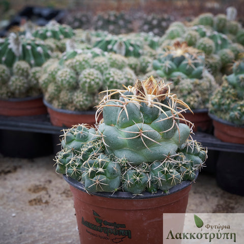 Coryphantha pycnacantha