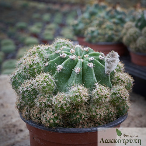 Echinopsis oxygona