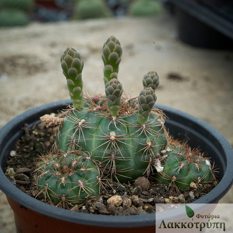 Gymnocalycium mesopotamicum