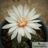 Gymnocalycium mesopotamicum