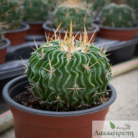 Stenocactus multicostatus
