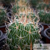 Stenocactus multicostatus