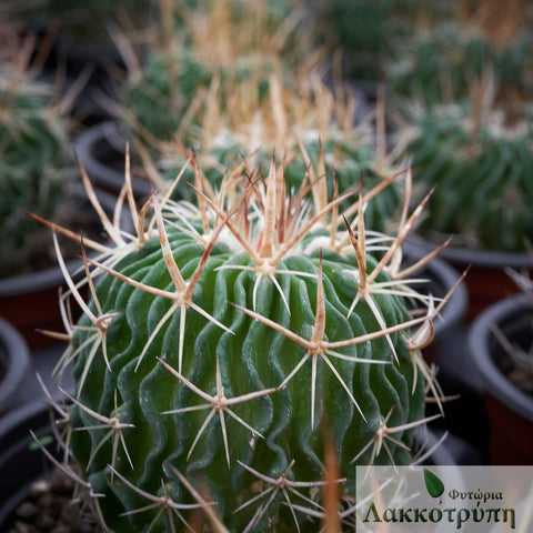 Stenocactus multicostatus