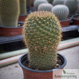 Mammillaria backebergiana