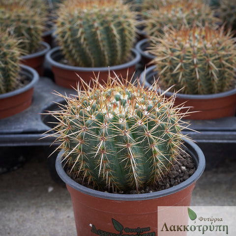 Parodia mammulosa