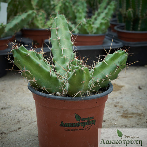 Echinocereus pentalophus