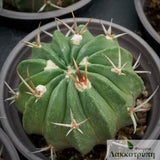 Echinofossulocactus coptonogonus