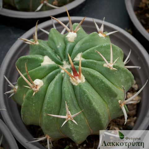 Echinofossulocactus coptonogonus