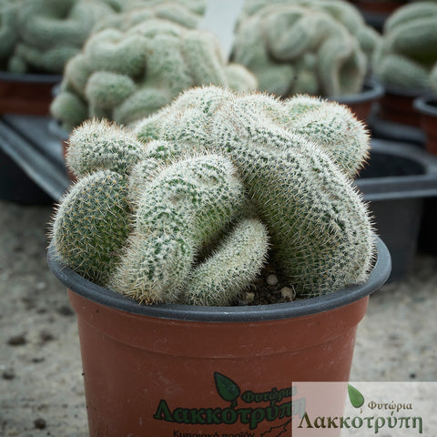 Mammillaria matudae cristata 