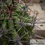 Ferocactus herrerae