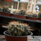 Ferocactus horridus 