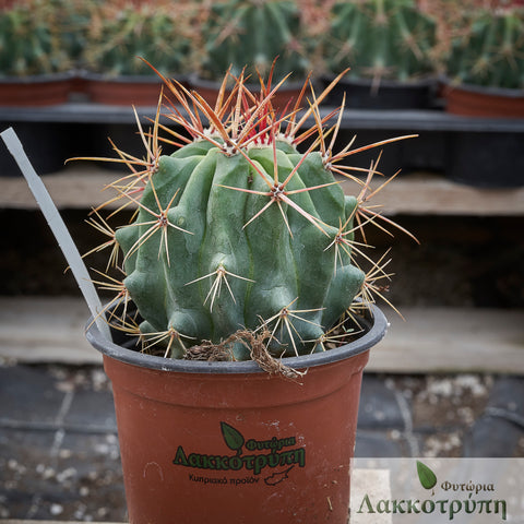 Ferocactus stainesii