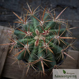 Ferocactus pilosus