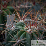 Ferocactus pilosus