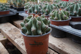 Ferrocactus horridus brevispinus