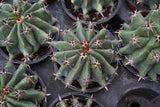 Ferrocactus horridus brevispinus