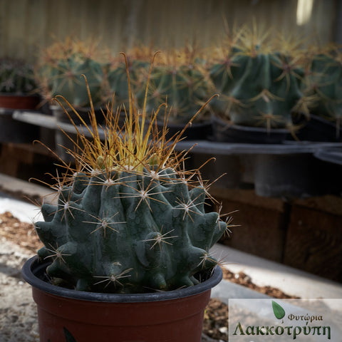 Ferocactus hamatacanthus albispinus