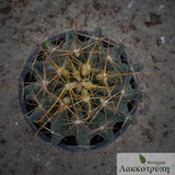 Ferocactus hamatacanthus albispinus