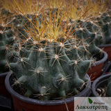 Ferocactus hamatacanthus albispinus