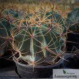 Ferocactus hystrix