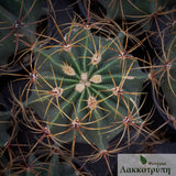 Ferocactus hystrix